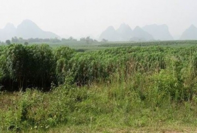 20081213_94d37152f406a8fc3937bakr0PrykAao.jpg